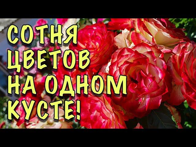 КУСТЫ-БУКЕТЫ! НЕПРИХОТЛИВЫЕ сорта РОЗ, которые ЦВЕТУТ ВСЁ ЛЕТО БОЛЬШИМИ ШАПКАМИ. Зимуют ОТЛИЧНО!