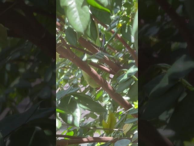 Can you spot that beautiful green parrot hanging upside down on the star-fruit tree?!!!