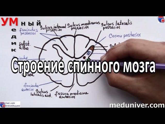 Строение спинного мозга - meduniver.com