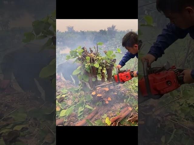 Cutting down trees on the roof, clean up, #cleanup ,#cuttingdown, #clean,