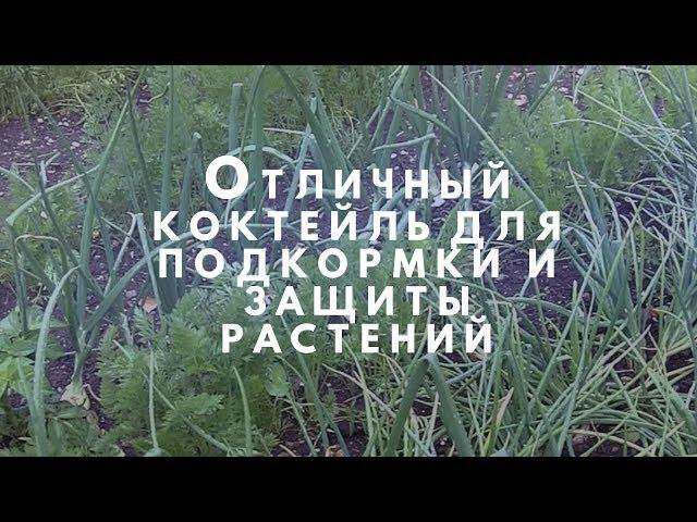 Отличный коктейль для подкормки и защиты ваших  растений