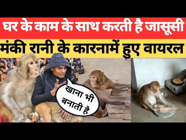 Monkey Rani: घर के काम के साथ करती है जासूसी, मंकी रानी के कारनामे हुए वायरल । Raebareli