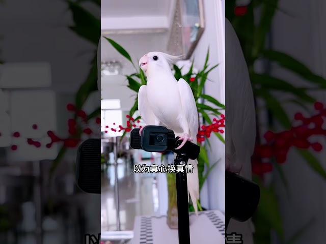 #夏日萌有季 #快手光合计划助我上热门 #神奇动物在快手不一样 #cuteparrot #parrot #birds