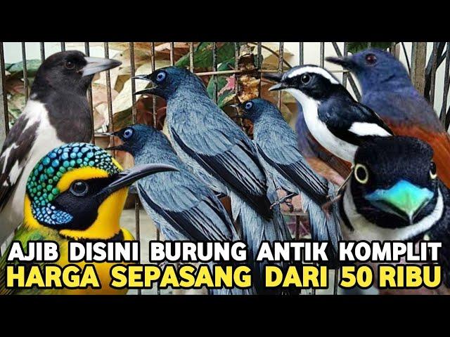 BURUAN PARA KOLEKTOR MURAHNYA BIKIN KETAGIHAN SEPASANG DARI 50 RIBUAN PASAR BURUNG PRAMUKA