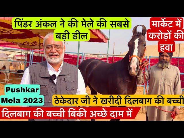 पिंडर अंकल ने शांत रहकर कर दी पुष्कर मैं अब तक की सबसे बड़ी डील ! Pushkar Mela 2023