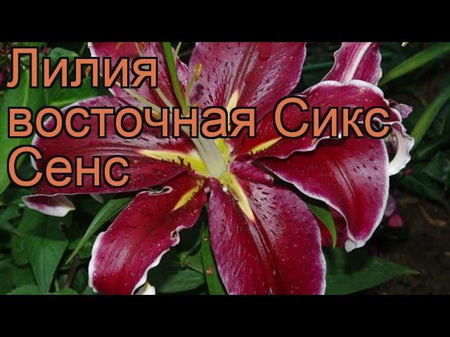 Лилия восточная Сикс Сенс (lilium)  лилия Сикс Сенс обзор: как сажать луковицы лилии Сикс Сенс