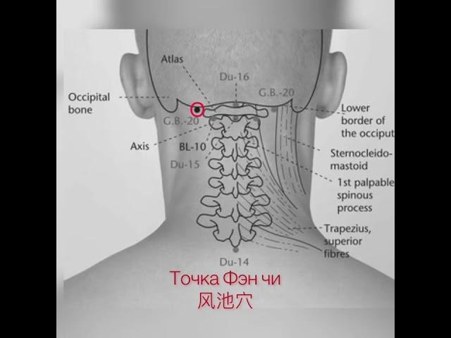 Обучение акупунктуры. Ищем точку Фэн чи.   经络腧穴学， 找风池穴的位置.