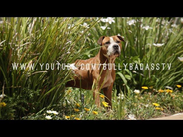 ALL ABOUT THE AMERICAN PIT BULL TERRIER WITH RICHARD F. STRATTON