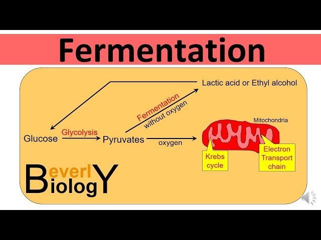 Glycolysis and Fermentation (updated)