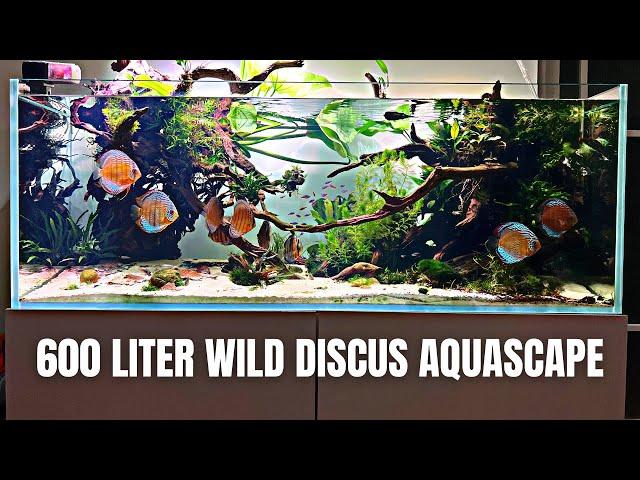 BEAUTIFUL WILD DISCUS AQUARIUM - OWNER TELLS HIS STORY AND SHARES USEFUL TIPS