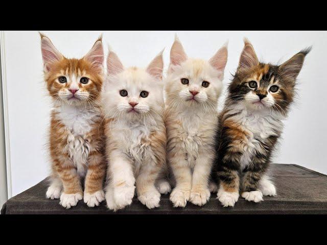 100 Days of Maine Coon Kittens Growing Up!