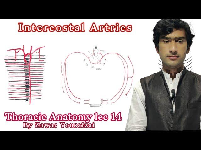 intercostal arteries. posterior intercostal & anterior intercostal arteries.