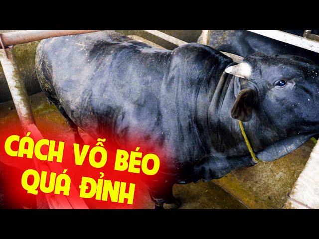 NGUYÊN NHÂN NUÔI BÒ VỖ BÉO KHÔNG CÓ LÃI / BÍ MẬT VỀ CHẾ ĐỘ ĂN ĐỂ NUÔI BÒ LUÔN CÓ LÃI