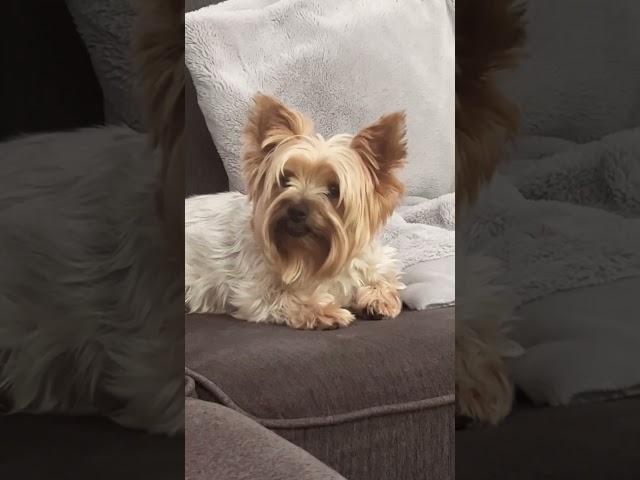 LIFE WITH A YORKIE!  #dog #yorkiesofyoutube #adoptionjourney