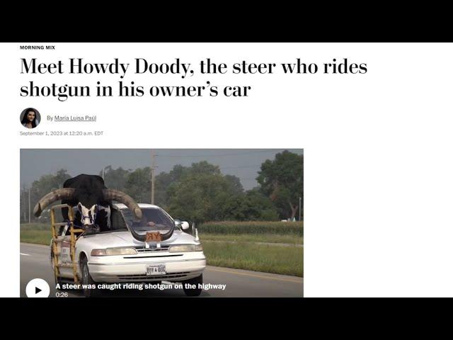 Man escapes with warning after cruising down highway with half-ton bull • FRANCE 24 English