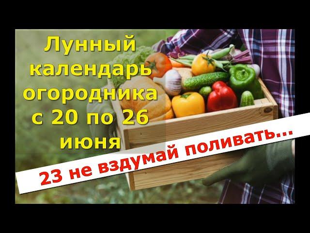 Лунный календарь огородника с 20 по 26 июня. Лунный посевной календарь.  Календарь садовода на июнь