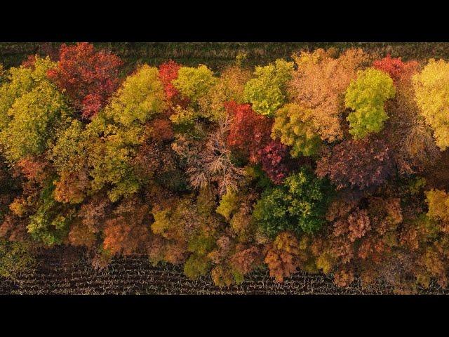 Mariah Carey - Whenever you call (Flight through the fall) 4K DJI mini2 drone video