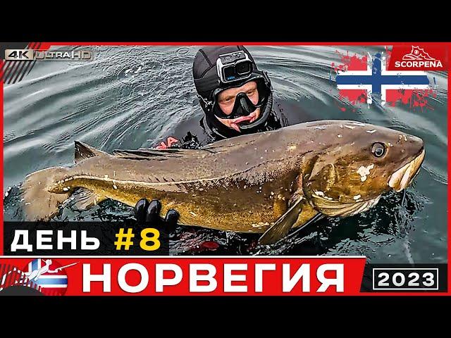 Трофейная треска на 17кг в Норвежском море.Подводная охота в Норвегии 8 день