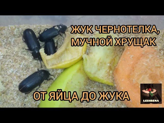 ЖУК-ЧЕРНОТЕЛКА, МУЧНОЙ ХРУЩАК, ОТ ЯЙЦА ДО ЖУКА