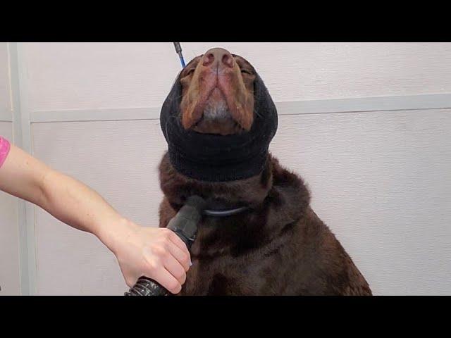 Chubby Labrador Retriever loves the groomers