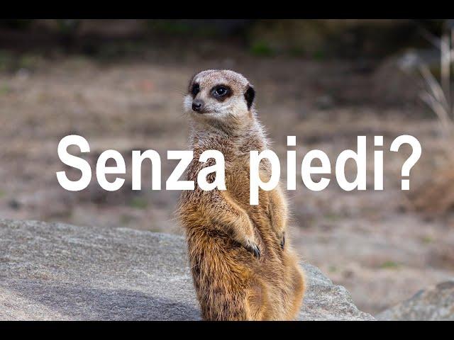 Senza piedi?