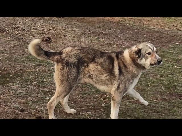 ПИТОМНИК КАВКАЗСКИХ ВОЛКАДАВОВ нашего БРАТА МАГОМЕНЮРА!!!