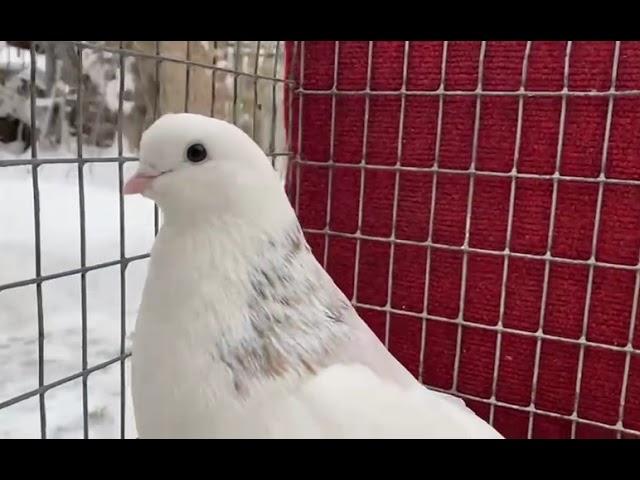 Седогривый старый ПРОДАЖА