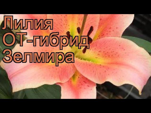 Лилия от-гибрид Зелмира (lilium ot-hybrid zelmira)  обзор: как сажать, луковицы лилии Зелмира