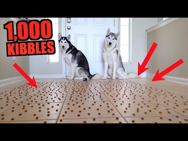 How Fast Can 2 Huskies Eat 1000 Pieces Of Kibble?