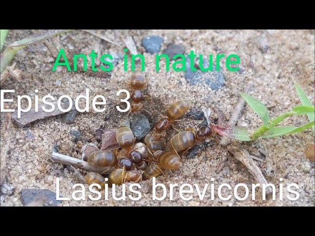 Ants in Nature ep 3: Lasius brevicornis | information, tendencies and flights