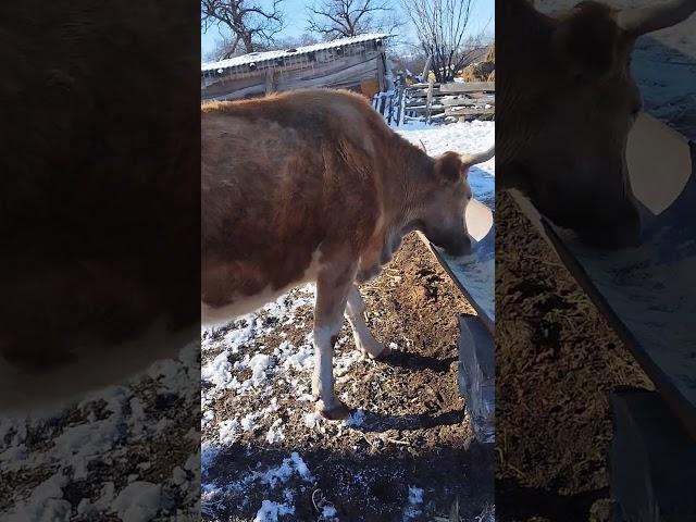 Продажа Коровы в Карачаево Черкессий Село Маруха. Подробности есть на Авито