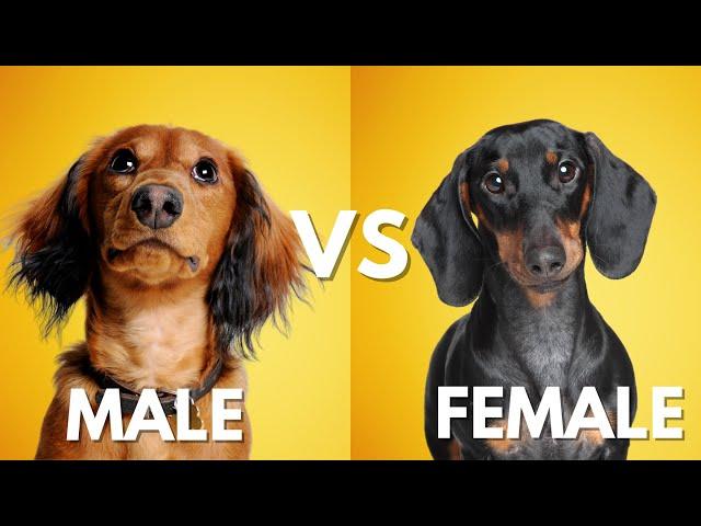 Male Vs Female Dachshund: 10 Differences Between Them