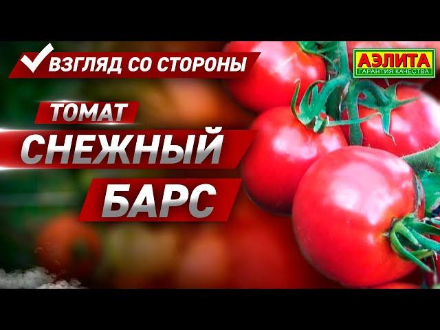 Семена Томатов 2021 - Томат СНЕЖНЫЙ БАРС