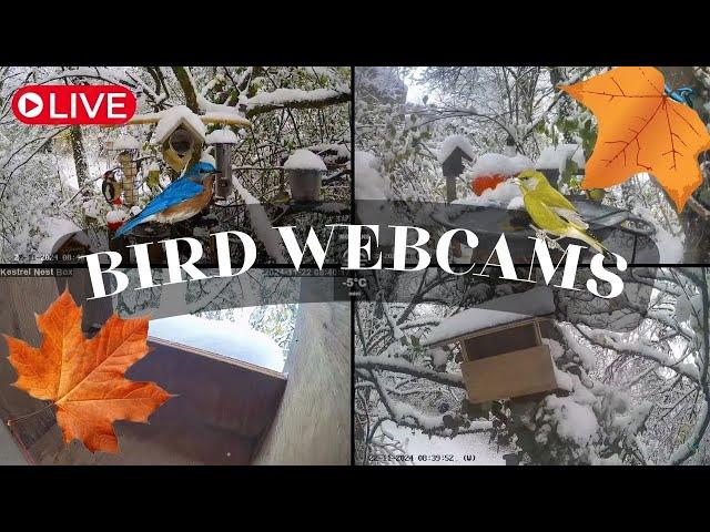 LIVE  Bird Cams 24/7 ｜Caméras oiseaux 24/7 - 7am ️ DAY ️  7pm ️ NIGHT 