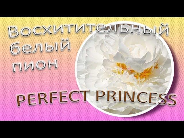 Восхитительный белый пион PERFECT PRINCESS / Сад Ворошиловой