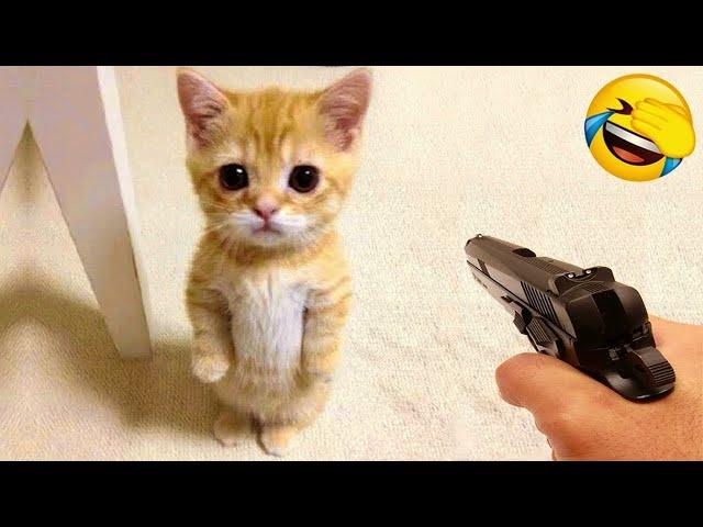 Funniest Animals  New Funny Cats and Dogs Videos  Part 5