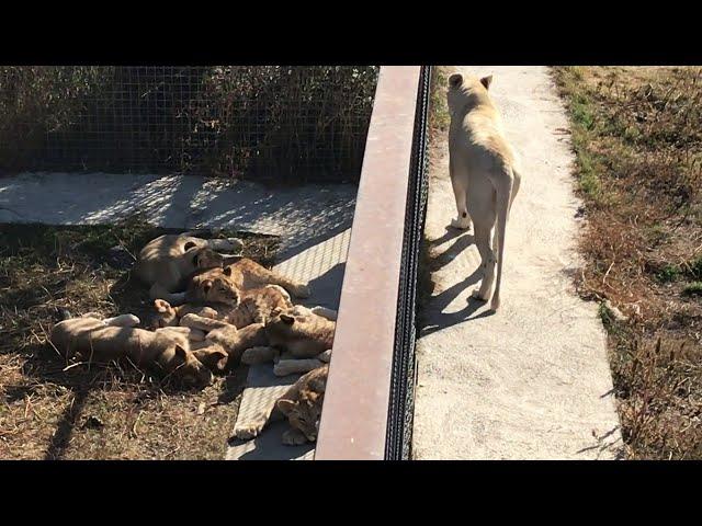 Львица Джуна - заботливая  мама! Lioness June is a caring mom!