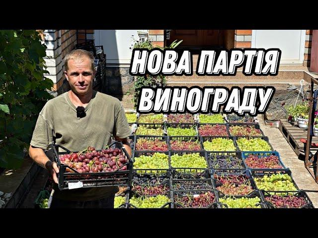 НОВА ПАРТІЯ ВИНОГРАДУ