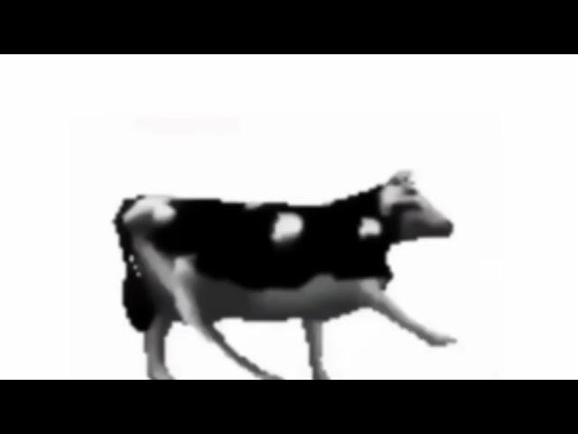 Polish Cow - low quality