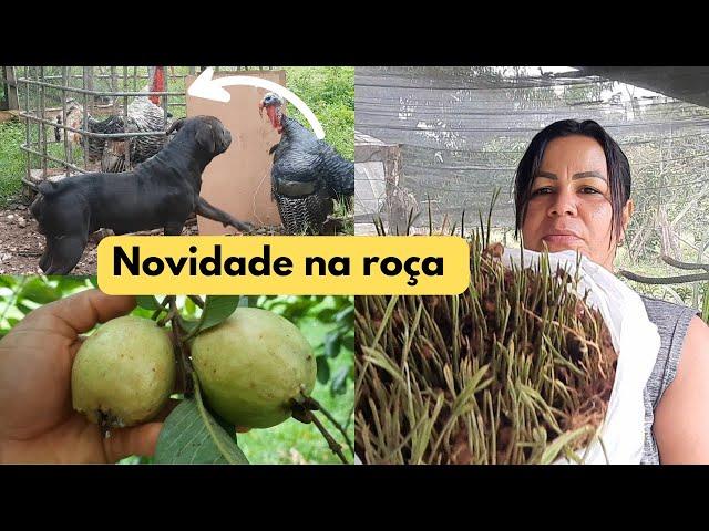 NOVIDADE NA MINHA CRIAÇÃO DE PERU, olha a invenção que eu fiz + mudas de AÇAÍ