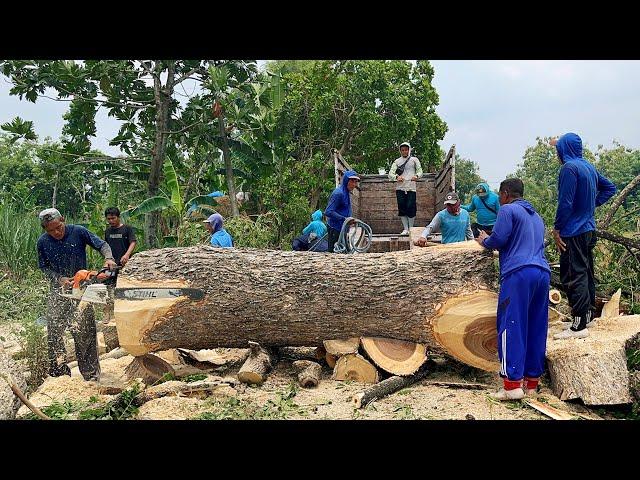 Best skill… Cut down 2 Huge trees on the mountain road ‼️