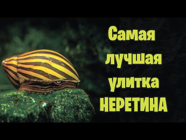 НЕРЕТИНА самая полезная улитка - аквариумистика