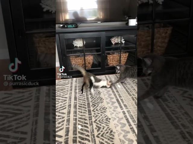 Котозавр