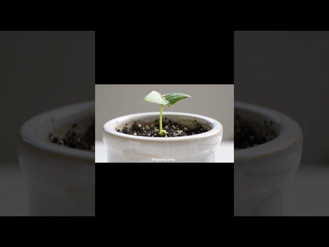  "40 Days of Growth: A Bean Sprout’s Life in Time-Lapse" ⏳