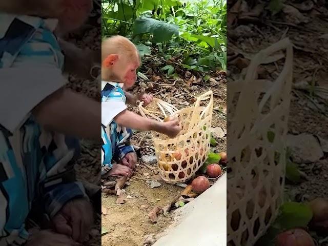A day of harvesting and selling BIbi's plums #babymonkey #monkey #bibi #funny #cute #animals #shorts