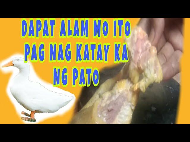 PAANO MAG LINIS AT MAG TANGGAL NG LANGSA NG PATO