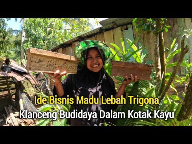 Ide Bisnis Panen Madu Lebah Trigona Klanceng Budidaya Dalam Kotak Kayu