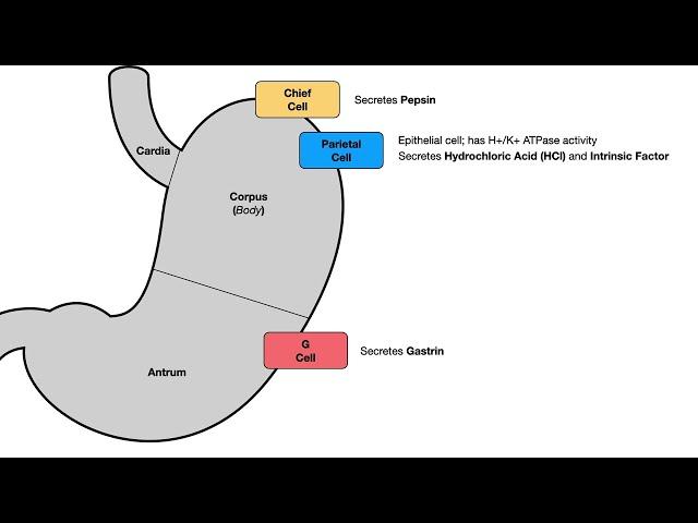 GI Secretory/Regulatory Physiology