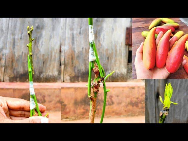 Mango Grafting New technique ! How to graft mango tree | Grafting Mango tree