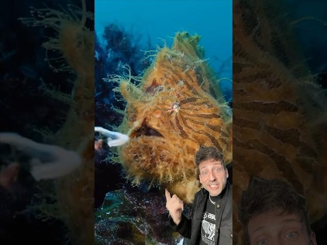 The Hairy Frogfish has no weakness